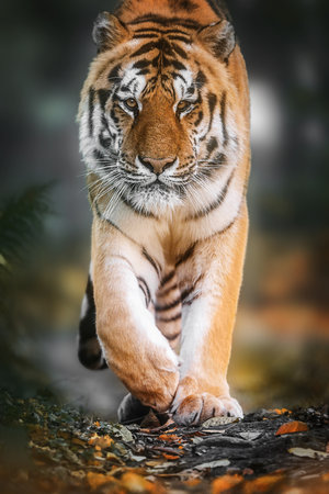 Powerful tiger on safari staring into the camera, showcasing wild nature s majestyの写真素材