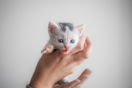 Cute white kitten held in human hands on grey background, symbol of care and tenderness.の写真素材