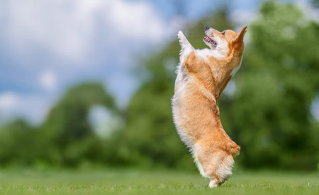 Playful welsh corgi dog jumping during outdoor training on a sunny day. Happy pet, obedience, agility and active lifestyle concept.の写真素材