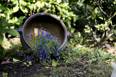 Small purple flowers in a tipped over flower pot on the groundの写真素材