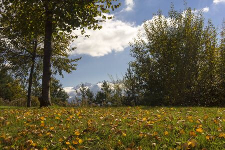 Colorful yellow fall or autumn leaves lying scattered on a rural field bordered by green trees, scenic landscape backgroundの写真素材