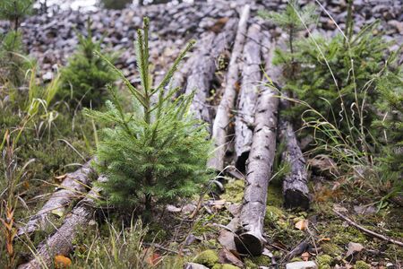 Nature Detail of Young Evergreen Sapling Tree Growing Beside Fallen Cut Logs - Logging Industry Deforestation Responsibility Concept Imageの写真素材