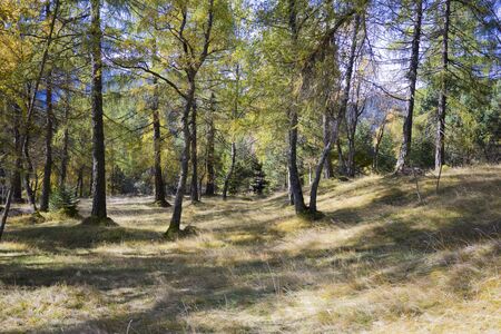 Scenic Landscape View of Evergreen Forest in Grassy Clearing on Sunny Day with Shadows in Alpine Region in Tirol Countryside, Austriaの写真素材