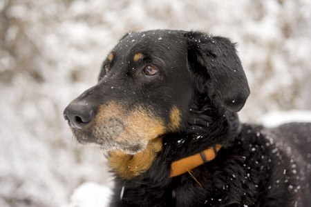 Black and tan dog wearing a collar lying outdoors in snow looking alertly to the left of the frameの写真素材