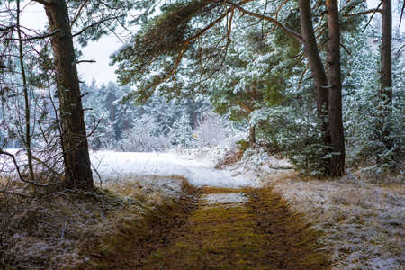 Deserted path through a snowy forest leading towards a snow covered winter fieldの写真素材