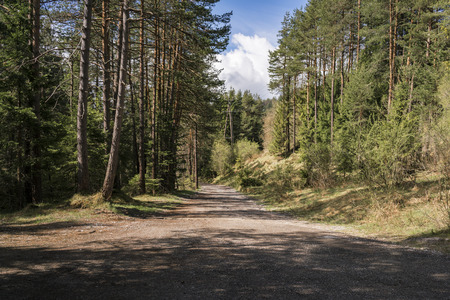 Deserted forestry road leading through a pine plantation or forest on a sunny cloudy day with shadows cast by the trees in a nature conceptの写真素材