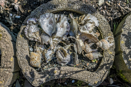 Decorative shells used in landscaping placed inside a cement container in the garden viewed from above with conchs and bivalvesの写真素材