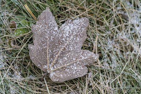 Frozen withered leaf in close-up on green grass in the cold autumn morning, viewed from above in detailの写真素材