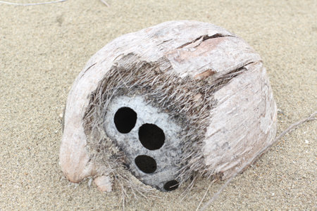 4 hole in one Coconut at the beach