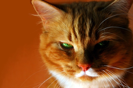 red cat with green eyesの写真素材