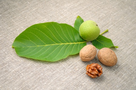 walnuts with leaves on a background of rough clothの写真素材