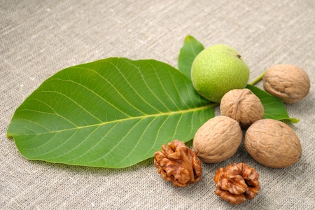 walnuts with leaves on a background of rough clothの写真素材