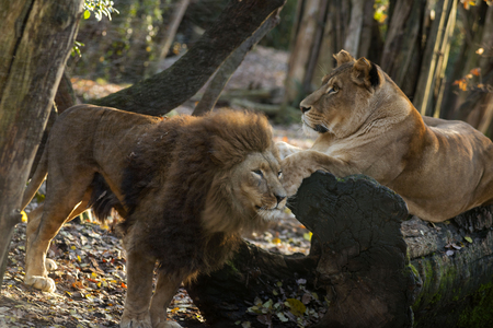 Lions in the forestの写真素材