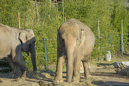 Elephants in a natural park - South Africaの写真素材