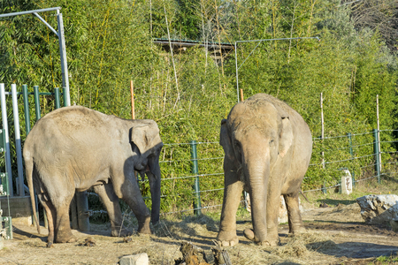 Elephants in a natural park - South Africaの写真素材