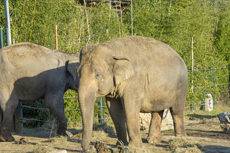 Elephants in a natural park - South Africaの写真素材