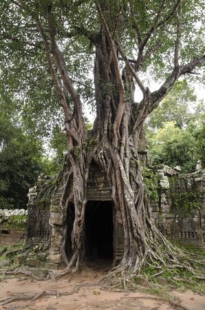 In the ruins of the ancient Khmer Empire, trees cover old buildings.の写真素材