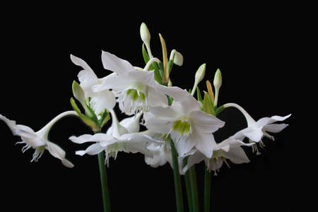 Crown of Mary flower in summerの写真素材