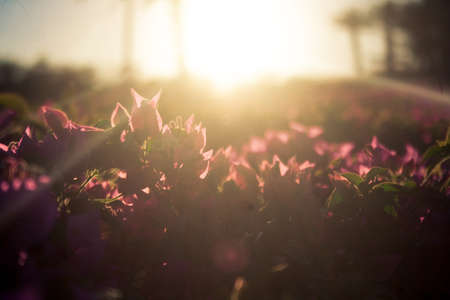 flower garden against lightの写真素材