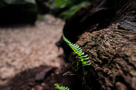 Baby fern, growing from a fallen treeの写真素材