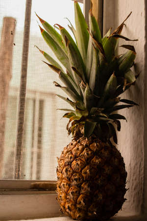 pineapple in front of the window in the golden hourの写真素材