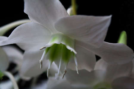 Crown of Mary flower in summerの写真素材