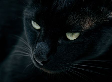 Black panther - Portrait of a black catの写真素材