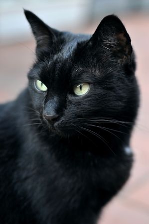 Black beauty - Portrait of a female black cat