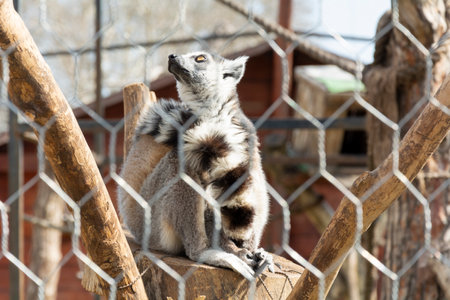 Lemurs in the zoo's aviary. Lemur walks, rests and plays under the rays of the spring sun.の写真素材