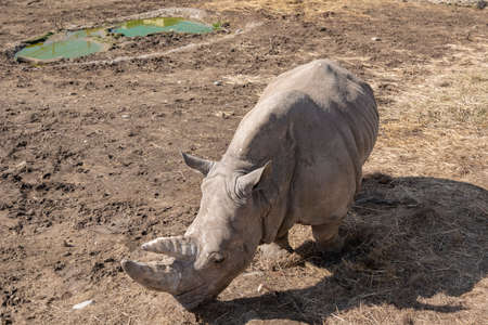A rhinoceros in the zoo's aviary. Spring sunny day. Close-up colorful photo.の写真素材