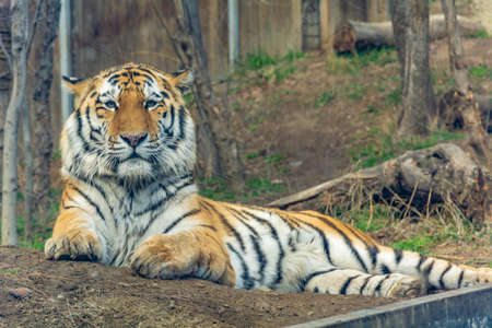 A huge tiger in the zoo's aviary. The tiger is out for a walk and is relaxed. Colorful photo.の写真素材