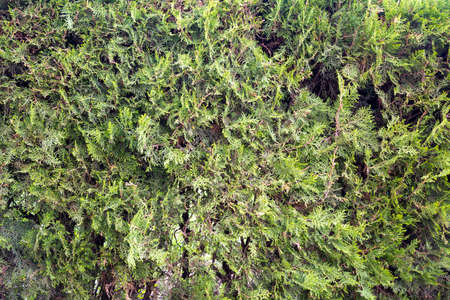 Green branches of thuja as a background. Close-up.