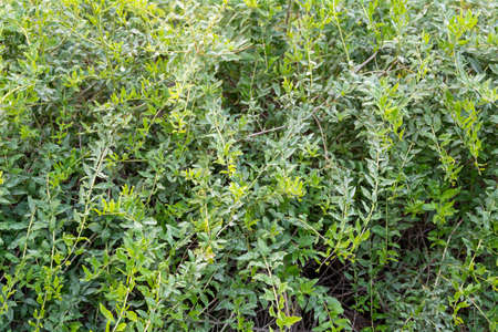 Green leaves background. Green leaves background. Green leaves background. Green leaves background.