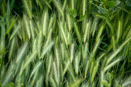 Green wheat growing in a field. Close-up, selective focus.の写真素材