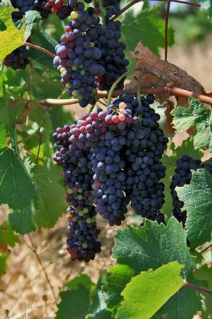 Grapeの写真素材