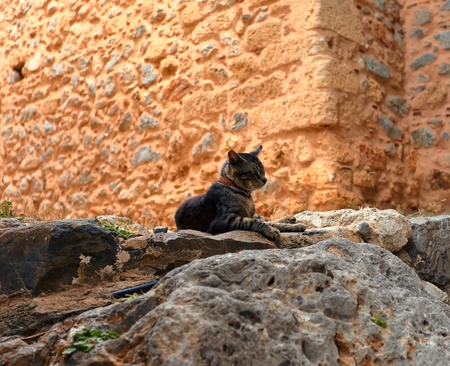 Cat layling in stonesの写真素材