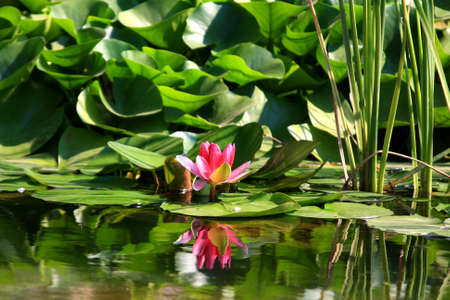 fresh red Beautiful lotus with water reflectionの写真素材
