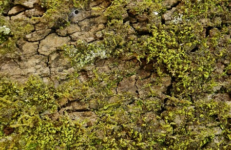 Moss grows on  tree and creates textureの写真素材