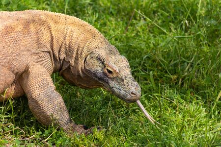 Komodo dragon in Attica zooの写真素材