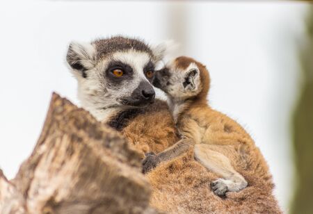 lemur mother with baby on it backの写真素材