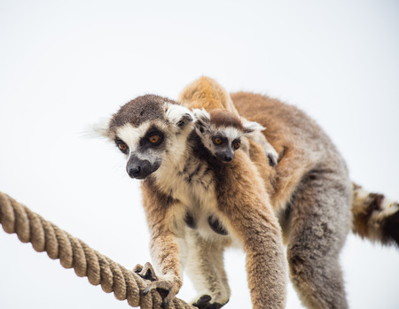 lemur mother with baby on it backの写真素材