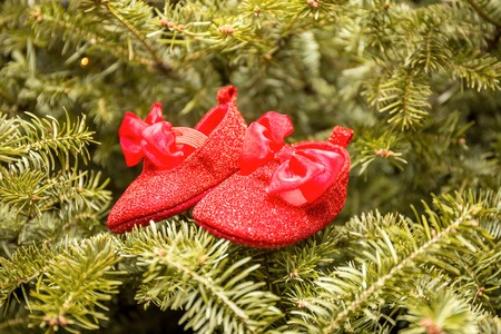 baby shoes on a fir branchの写真素材