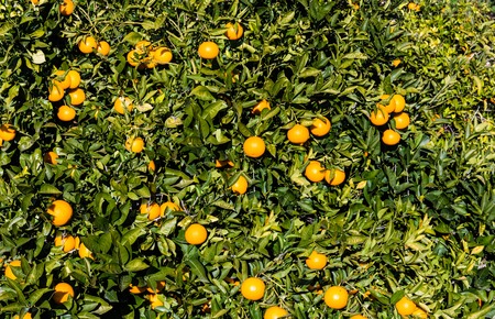 pattern background of orange tree