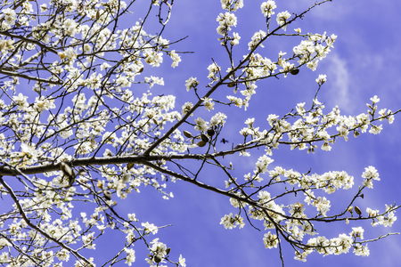 branch of blooming almond against blue skyの写真素材