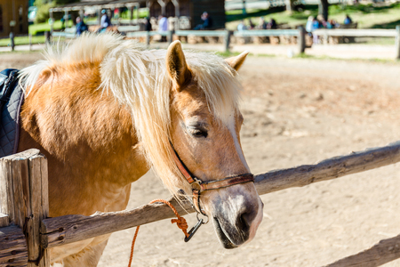 Pony with a hair. Funny pony on a farm. Pony portraitの写真素材
