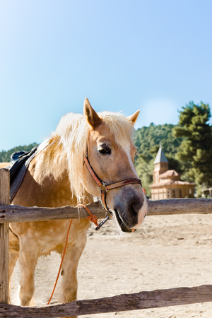 Pony with a hair. Funny pony on a farm. Pony portraitの写真素材