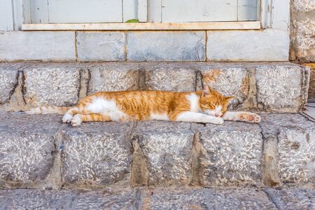 A cat relaxing on stone steps in Hydra. Stray cats in greek island, Greeceの写真素材