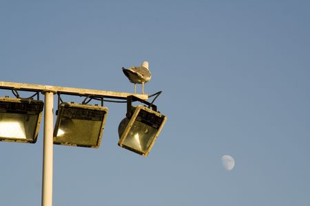 gull watching the moonの写真素材
