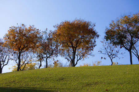 Fall season\'s treesの写真素材