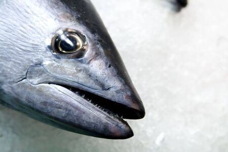 Fresh fish headの写真素材